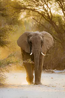 Desert elephant in Purros with stunning back-light, Namibia