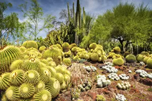Desert Garden, Huntington Botanical Gardens, San Marino, California, USA