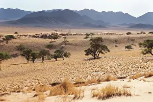 Desert landscape, Wolwedans, NamibRand Nature Reserve, Namibia, Africa