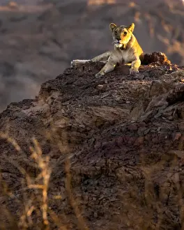 Desert Lion, Skeleton Coast National Park, Namibia