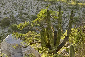 Images Dated 22nd September 2014: Desert Mountains outside of the city of La Paz, Baja California Sur, Mexico