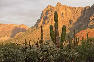 Images Dated 22nd September 2014: Desert outside of La Paz, Baja California, Mexico