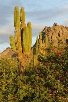 Images Dated 22nd September 2014: Desert outside of La Paz, Baja California, Mexico