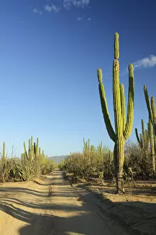 Desert outside of La Ventanaz, Baja California, Mexico