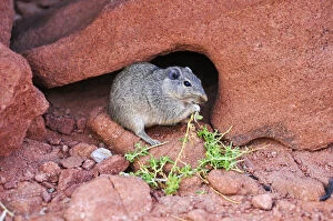 Images Dated 7th December 2012: Desert rat feeding, Twyfelfontein, UNESCO World Heritage Site, Damaraland, Namibia