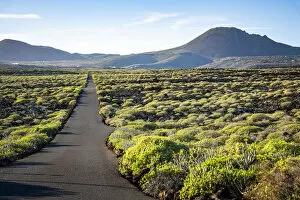 Desert road with bush vegetation and volcano in background, Lanzarote, Canary Islands