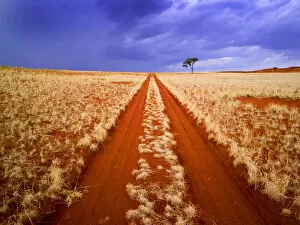 Storm Clouds Collection: Desert Track & Tree, Namibia, Africa