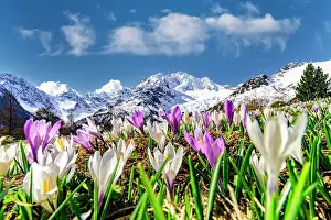 Wildflower Prints: Details of crocus in bloom, Valmalenco, Sondrio province, Valtellina, Lombardy, Italy