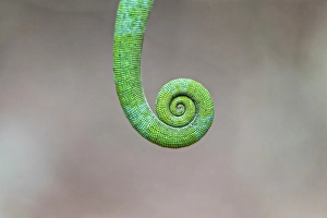 Shape Prints: Details of the tail of a Parson's chameleon