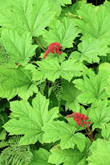 Composite Image Prints: Devil's Club (Oplopanax horridus), Haines, Alaska, USA