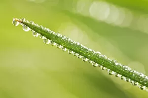 Abstraction Gallery: Dew Drops on Grass, Norfolk, England
