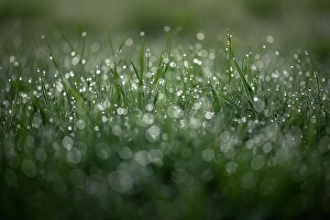 Shuswap Prints: Dewdrops on grass, Shuswap, British Columbia, Canada