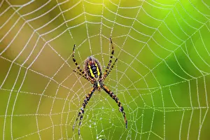 Insects Prints: Dewy orb web, with banded garden spider (Argiope trifasciata)
