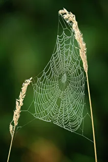 Poikilotherm Prints: Dewy orb web constructed in stalk of grass, Lively, Ontario, Canada
