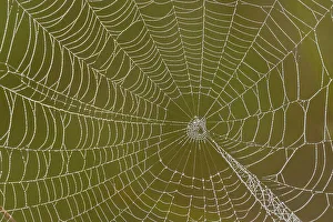 Spiders Prints: Dewy orb web, Estero Llano Grande State Park, Weslaco, Texas, USA