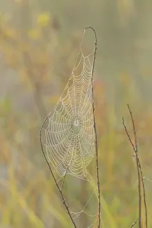 Spider Webs Prints: Dewy orb webs near a beaver pond, Greater Sudbury, Ontario, Canada