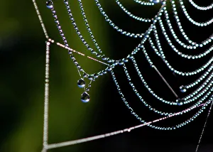 Arachnids Prints: Dewy spider web, Sudbury, Ontario, Canada
