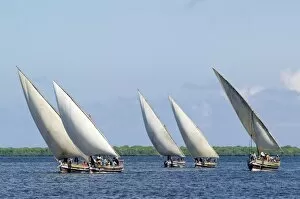 Images Dated 18th November 2005: Dhows sailing off Lamu Island