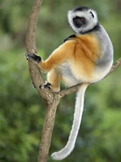 Images Dated 25th May 2007: A diademed sifaka