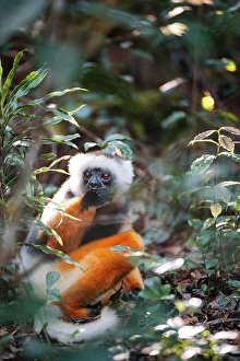 Madagascar Prints: Diademed Sifaka Lemur in forest. Madagascar, Africa, Andasibe, Analamazaotra
