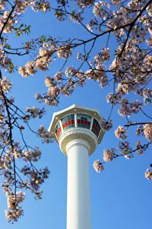 Busan Prints: Diamond (Busan) Tower and spring blossom in Yongdusan Park, Busan, South Korea