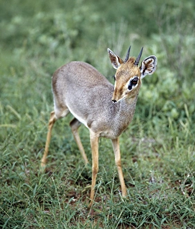 African Antelope Gallery: A dikdik in the Samburu National Reserve of Northern Kenya