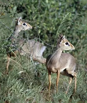 African Antelopes Gallery: Two dikdiks in the Samburu National Reserve of Northern Kenya