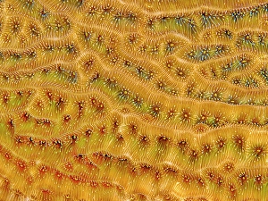 Marine Invertebrate Prints: Dimpled Sheet Coral (Agaricia grahamae), Grand Cayman, Cayman Islands, British West Indies
