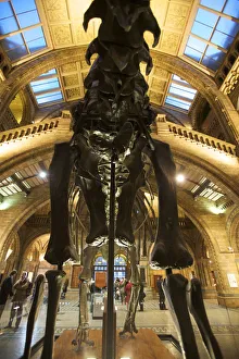 Dinosaur at the Natural History Museum, London, England