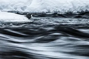 Arctic Region Prints: A dipper trying to feed along the Myllykoski rapids in the Oulanka National Park