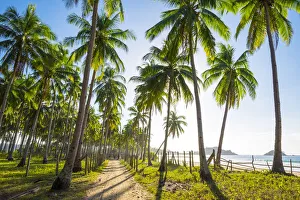 Dirt path through a palm tree plantation at Nacpan Beach, El Nido, Palawan, Philippines