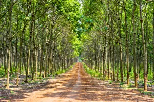 Images Dated 9th May 2019: Dirt road through a rubber tree (Hevea brasiliensis) plantation on the Bolaven Plateau