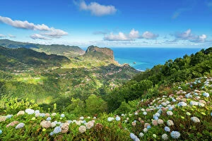 Images Dated 7th August 2023: Distant view of Porto da Cruz and hydrangea flowers in foreground, Machico, Madeira, Portugal
