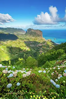 Distant view of Porto da Cruz and hydrangea flowers in foreground, Machico, Madeira, Portugal
