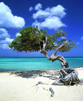 Divi Divi Tree, Aruba, Lesse Antilles, Caribbean