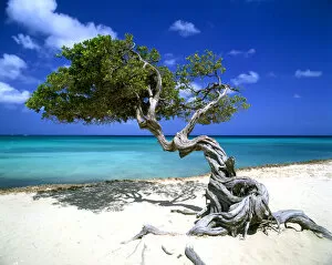 Aruba Gallery: Divi Divi Tree, Aruba, Lesser Antilles, Caribbean