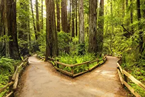 Pathway Prints: Divided Path Through Giant Redwoods, Muir Woods National Monument, California, USA