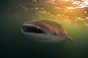 Swimming Prints: Djibouti, Bay of Tadjourah