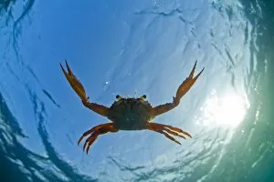 Images Dated 2007 November: Djibouti. A Red Swimming Crab