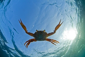 Djibouti. A Red Swimming Crab