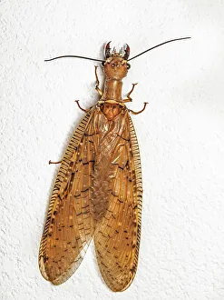 Pura Vida Prints: Dobsonfly (Corydalus luteus), Turrialba, Cartago, Costa Rica