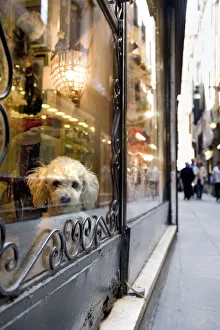 Dog in a shop window, Venice, Veneto, Italy