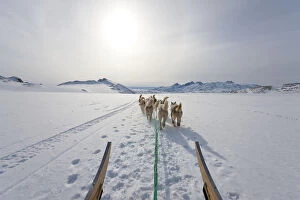 Images Dated 25th February 2010: Dog sledding, E. Greenland