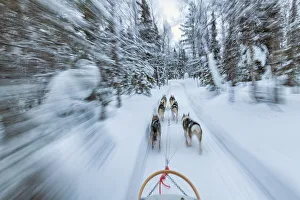 Speed Prints: Dog Sledding, Ruka, Lapland, Finland
