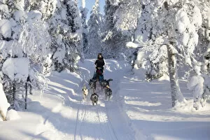 Images Dated 29th April 2020: Dog sledding in the snowy woods, Kuusamo, Northern Ostrobothnia region, Lapland, Finland