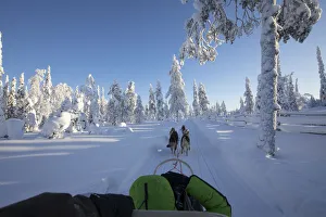 Dog sledding in the snowy woods, Kuusamo, Northern Ostrobothnia region, Lapland, Finland Dog sledding in the snowy woods, Kuusamo, Northern Ostrobothnia region, Lapland, Finland