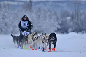 Dog Sledding team, Yukon Quest, Fairbanks, Alaska, USA