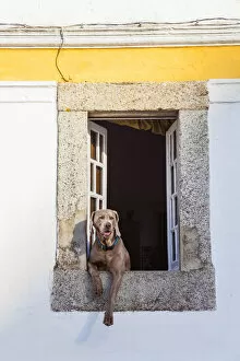Images Dated 25th October 2012: Dog at window, Evora, Alentejo, Portugal