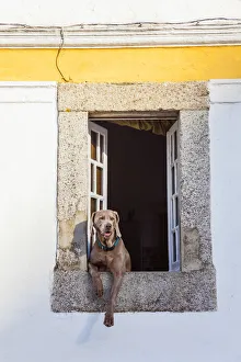 Evora Prints: Dog at window, Evora, Alentejo, Portugal