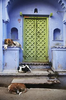 Dogs lying outside doorway, Bundi, Rajasthan, India